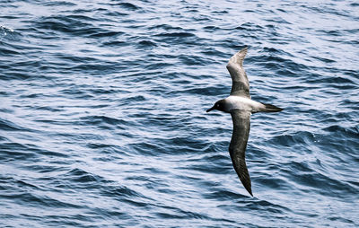 View of swan in sea