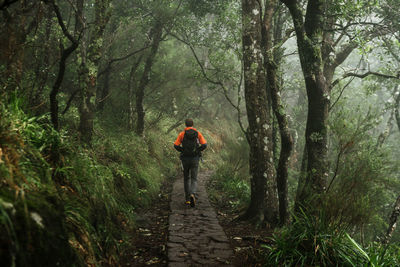 Rear view of man walking on footpath amidst trees in forest