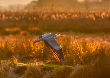 Bird flying over a land