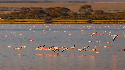 Flamingos in flight