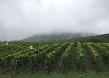 Scenic view of vineyard against sky