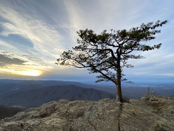 Tree on rock against sky