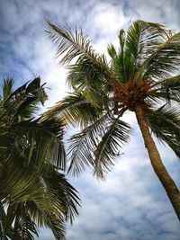 Low angle view of palm tree against sky