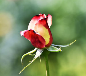 Close-up of rose bud