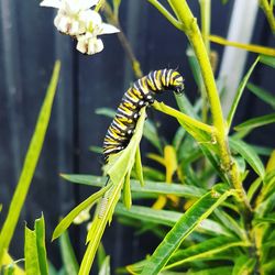 Close-up of insect on plant