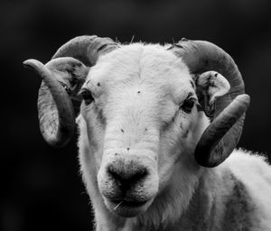 Close-up portrait of sheep