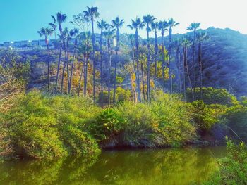 Reflection of trees in water