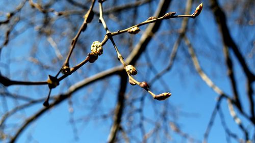 Close-up of buds on twig