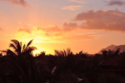 Silhouette plants against sky during sunset