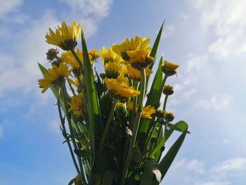 Low angle view of yellow flowering plant against sky