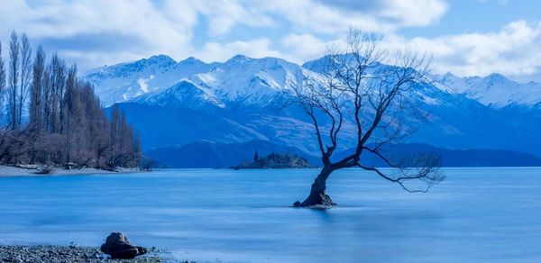 Bare tree in lake against snowcapped mountains