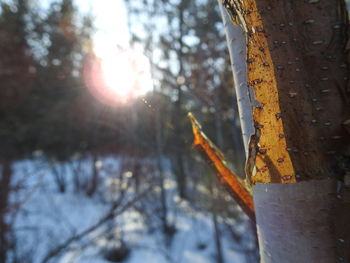 Close-up of tree during winter