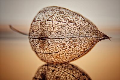 Close-up of dead fruit on dry leaf