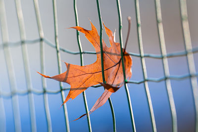 Close-up of orange maple leaves on metal fence