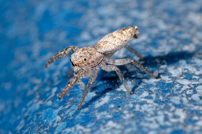 Close-up of insect on rock