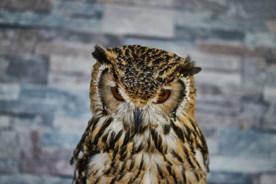 Close-up of owl