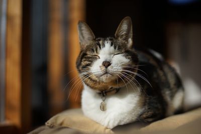 A old tabby cat sunbathing with sleepy feeling