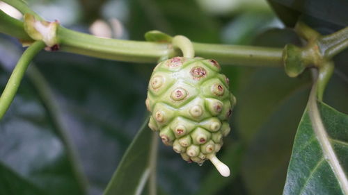 Close-up of fruit growing on plant