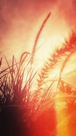 Low angle view of silhouette plants against sky during sunset