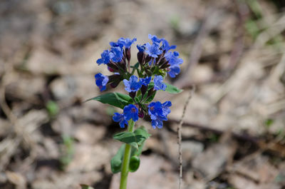 Close-up of purple flowering plant