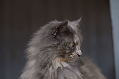 Grey cat sitting on a porch