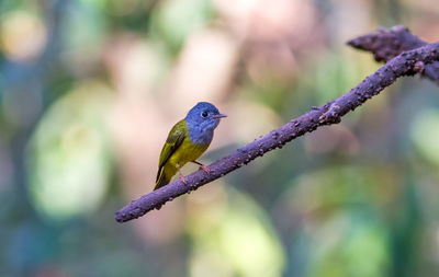 Lovely bird grey-headed canary-flycatcher or grey-headed flycatcher  is  species of small flycatcher
