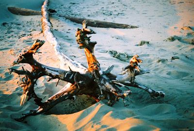 Trees in water