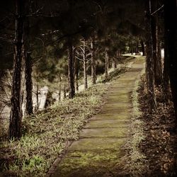 Road passing through forest