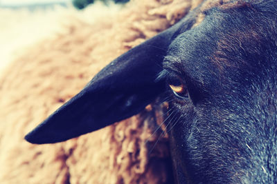Close-up of a horse