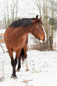 Horse standing on field during winter