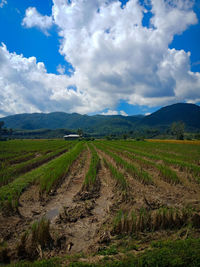 Scenic view of agricultural field against sky