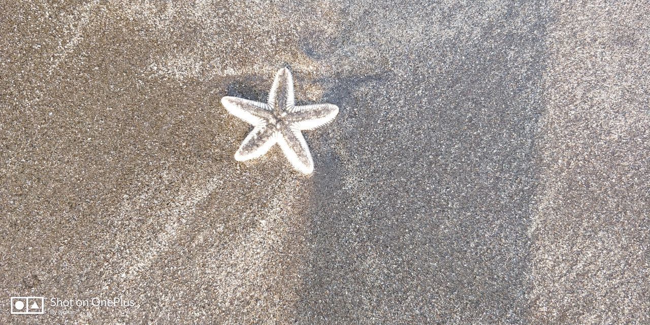 HIGH ANGLE VIEW OF CRAB ON SAND