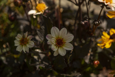 Close-up of yellow flowering plant leaves