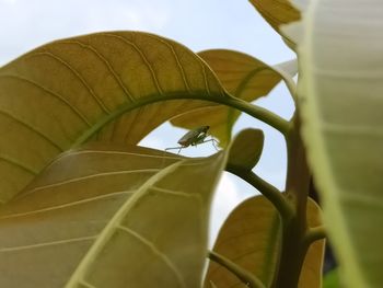 Close-up of insect on leaves