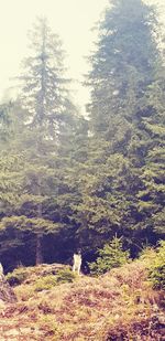 Scenic view of forest