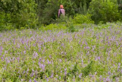 View of purple flowering plants on field