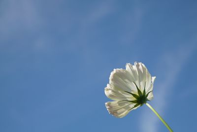Low angle view of flower against the sky