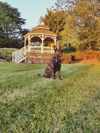 Dog walking in park during autumn