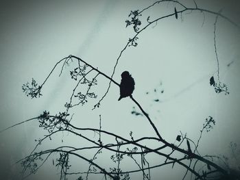 Low angle view of bird perching on tree against sky