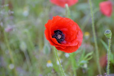 Close-up of red poppy growing on plant