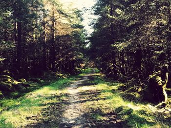 Narrow pathway along trees