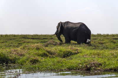 Elephant in a lake