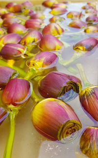 High angle view of purple flowers in water