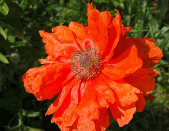 Close-up of orange flower