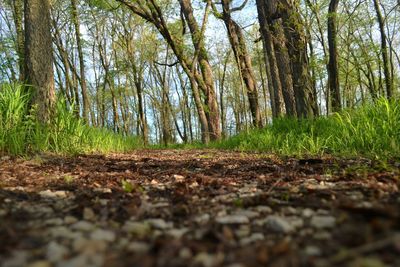 Trees in forest