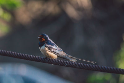 Close-up of bird perching on railing