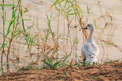 View of bird on land