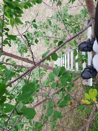 Flowering plants and trees by fence