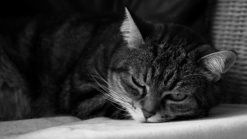 Close-up of cat resting