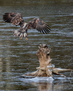 View of birds in water